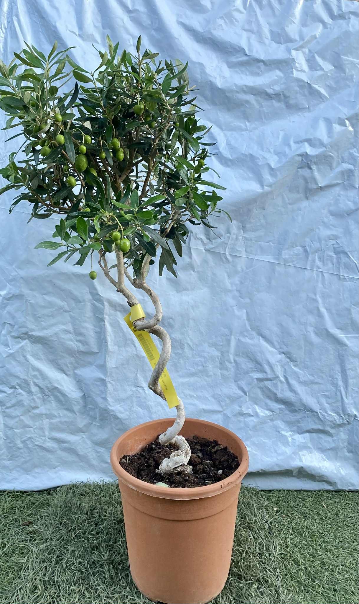 Ελιά με γυριστό κορμό