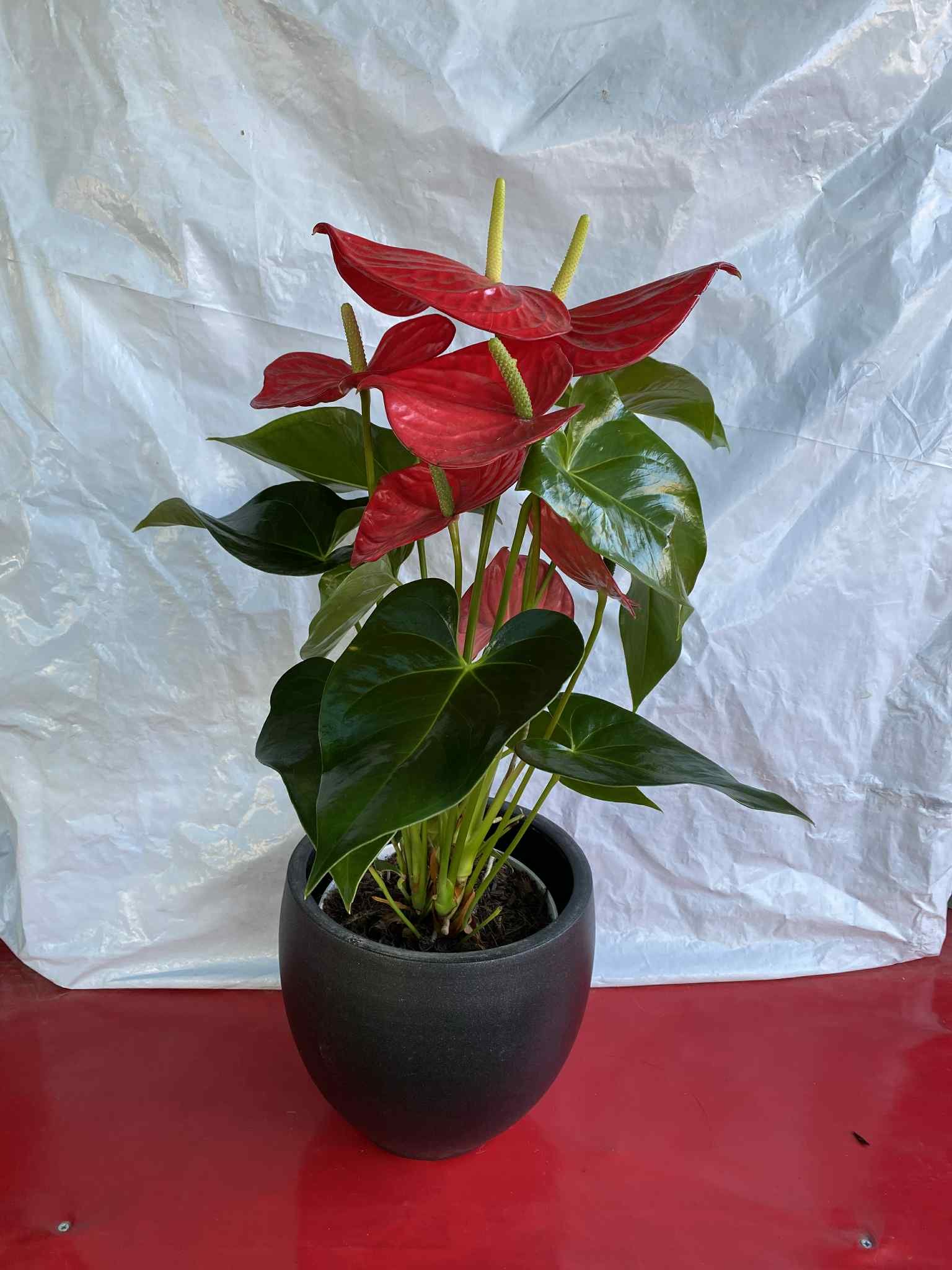 Ανθούριος με μαύρο κασπώ