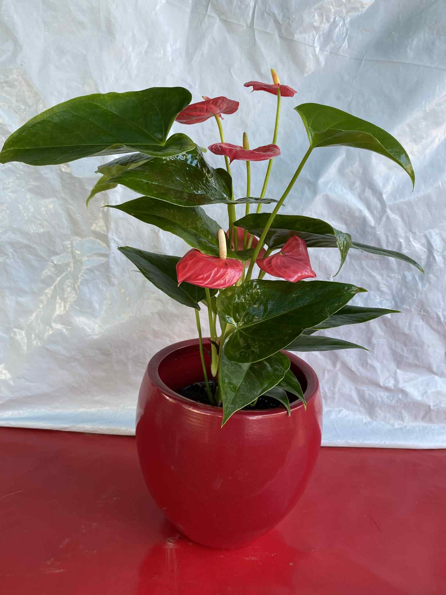 Ανθούριο με κόκκινο κασπώ (μικρό μέγεθος)