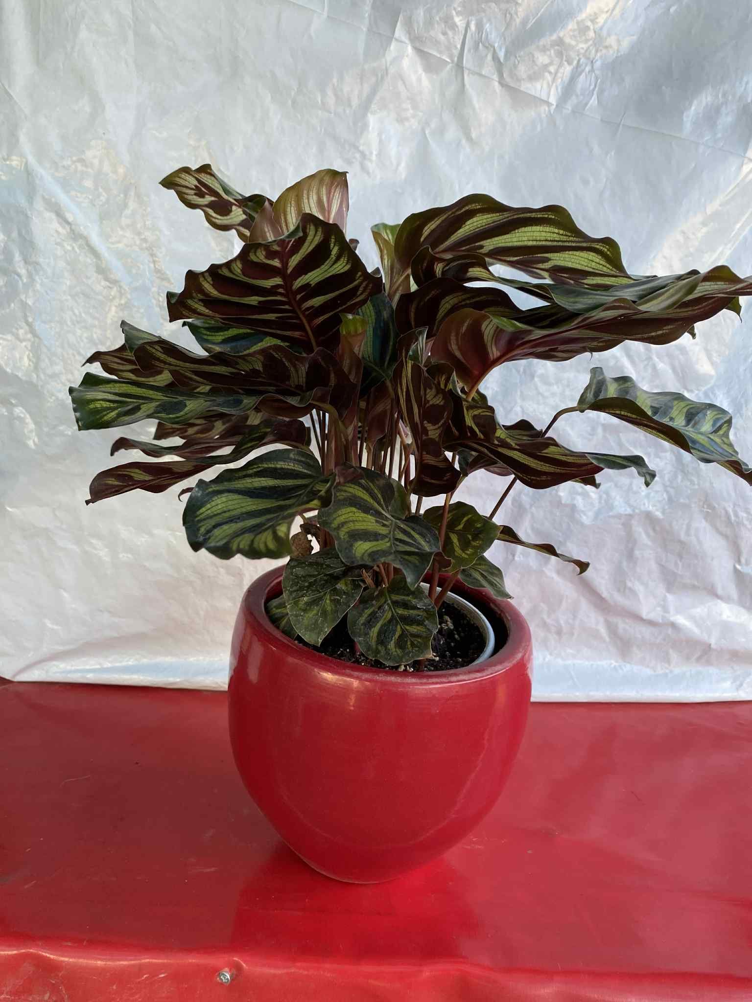 Καλαθέα με κόκκινο κασπώ (ανοιγμά φύλλων)