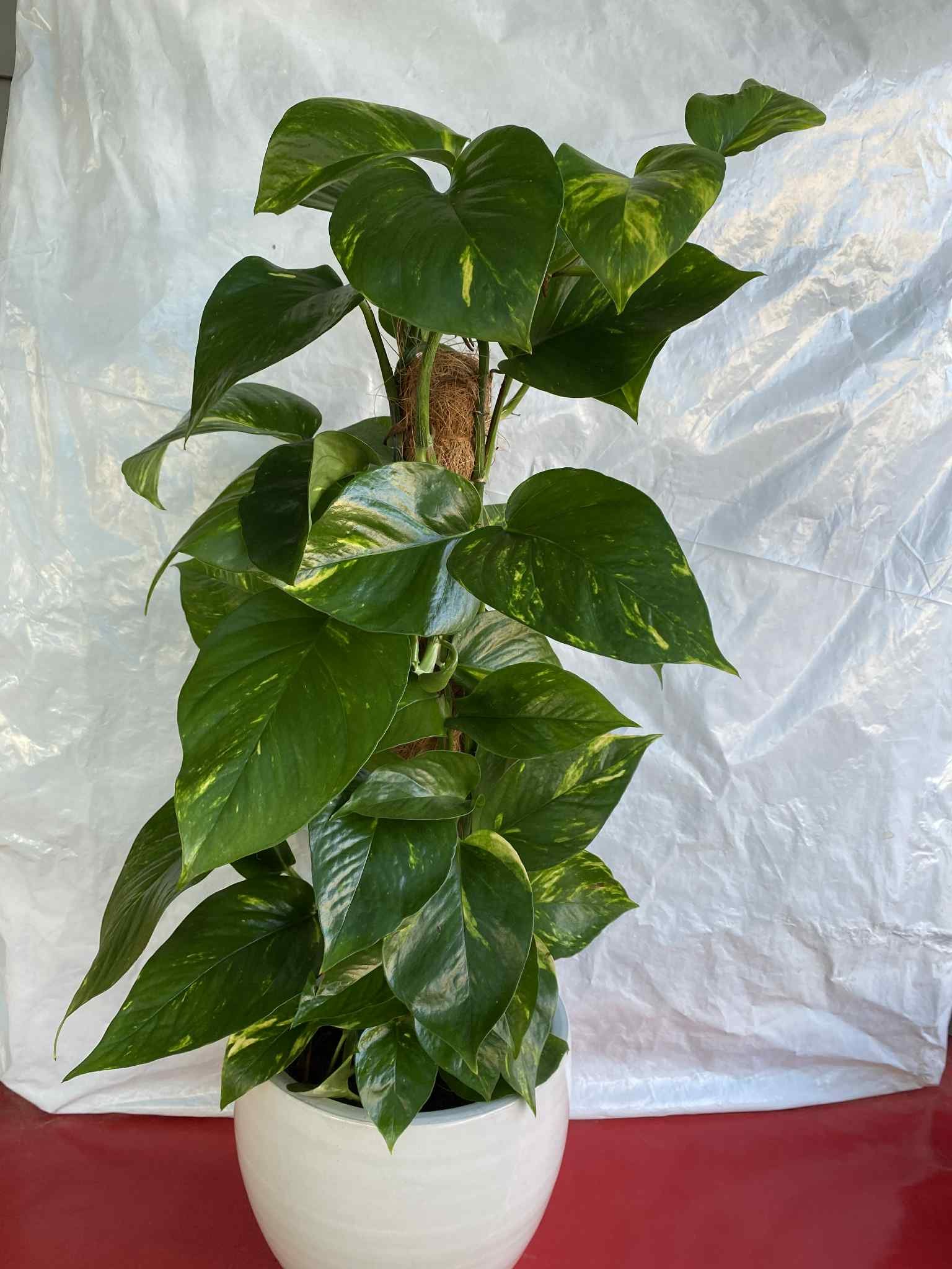 Πόθος με λευκό κασπώ