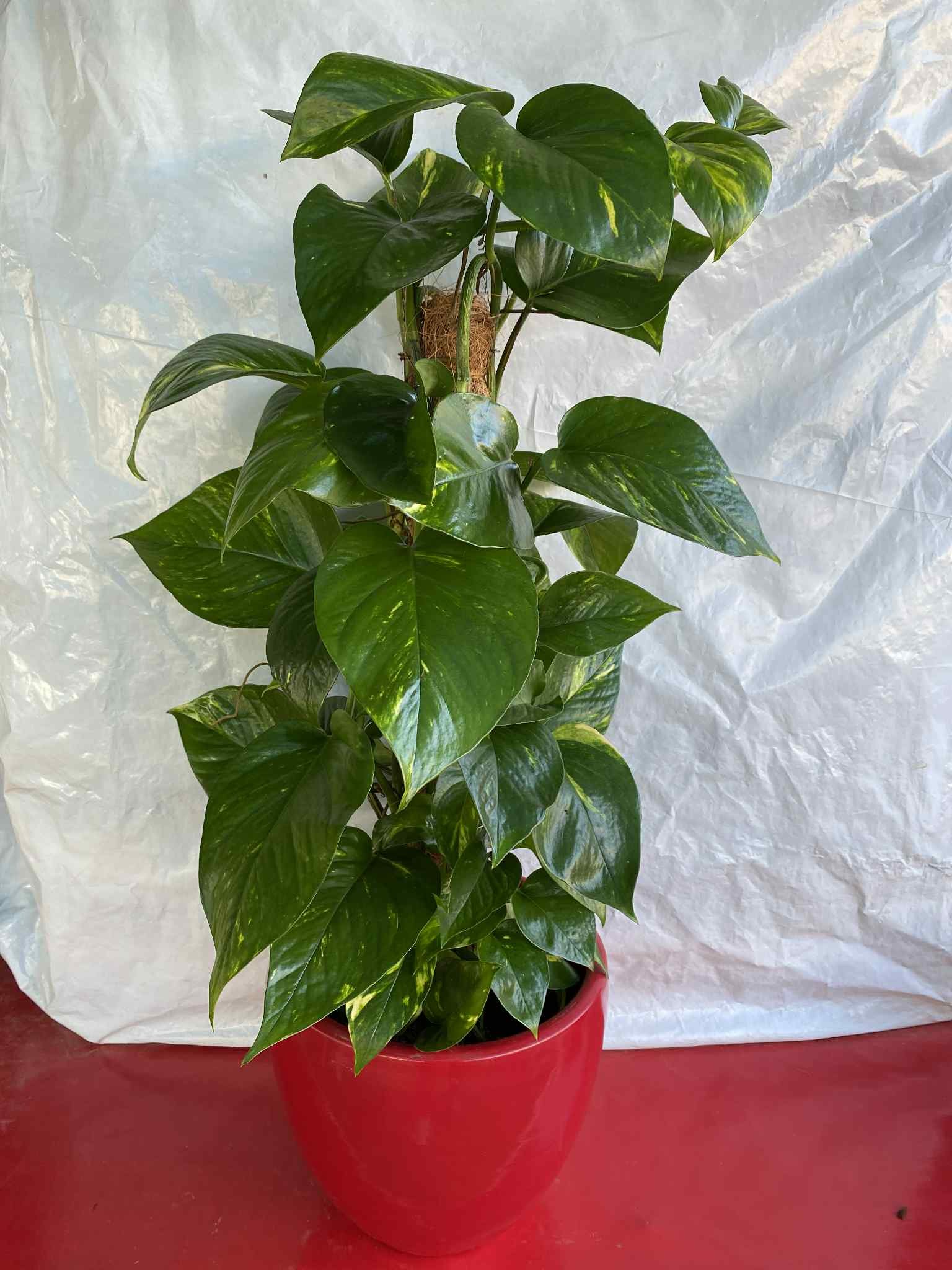 Ποθός με κοκκινό κασπώ