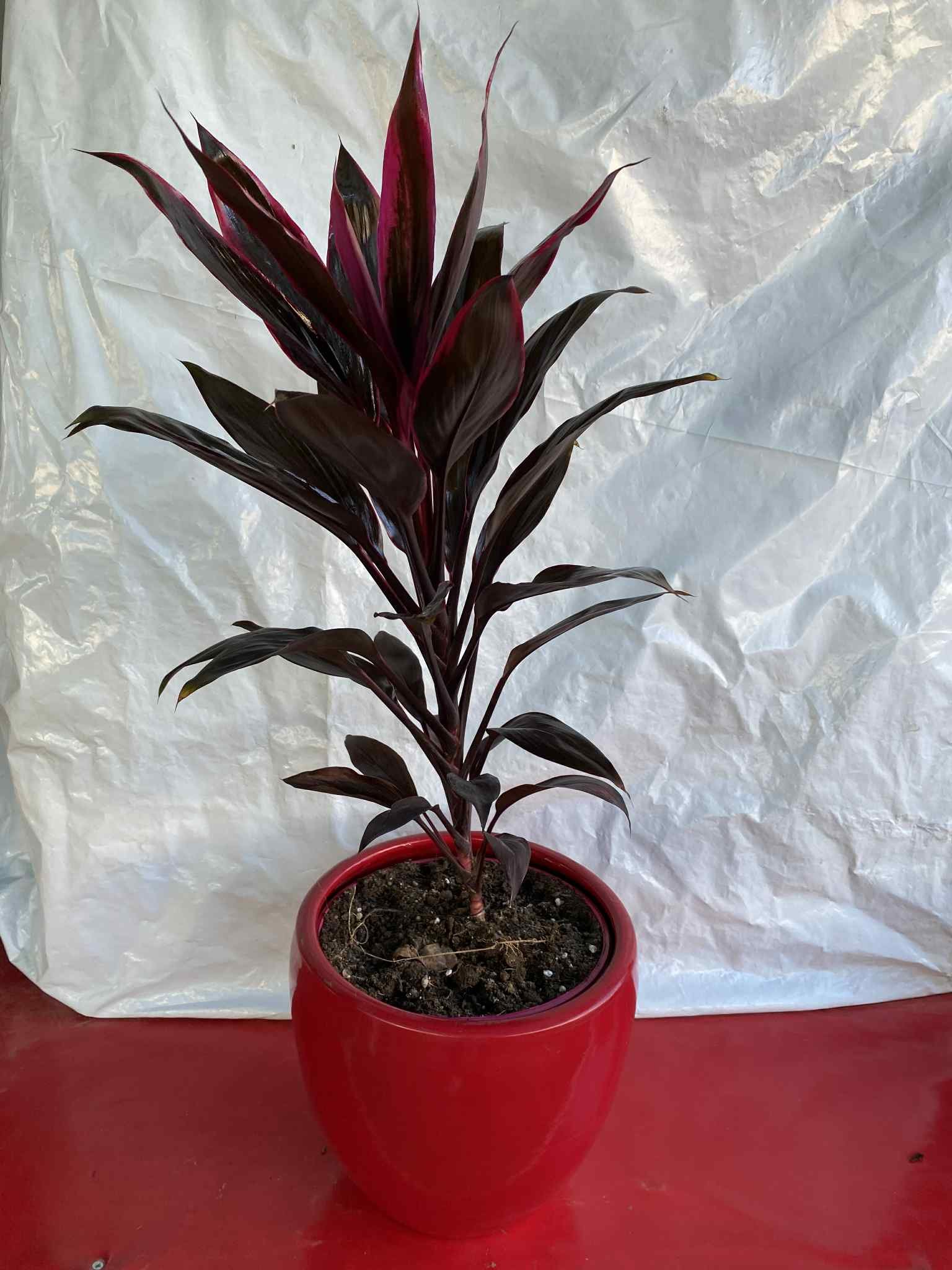 Κορδυλίνη με κοκκινό κασπώ