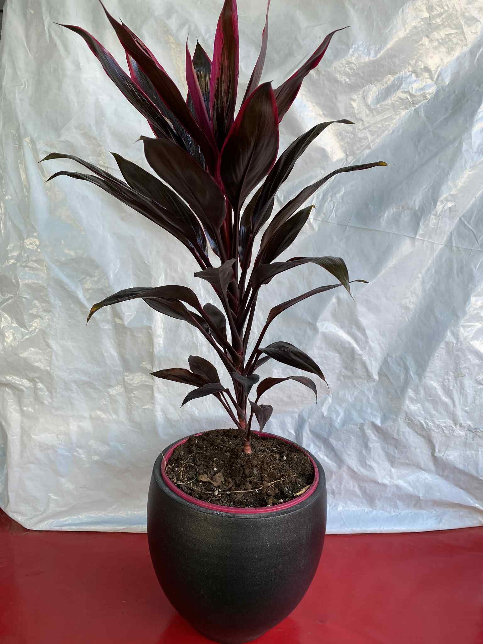 Κορδυλίνη με μαυρό κασπώ