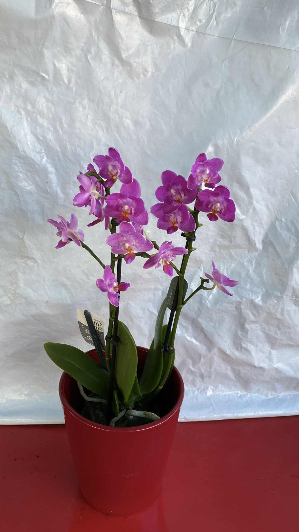 Ορχιδέα με Μωβ Άνθος (Phalaenopsis) με κόκκινο κασπώ