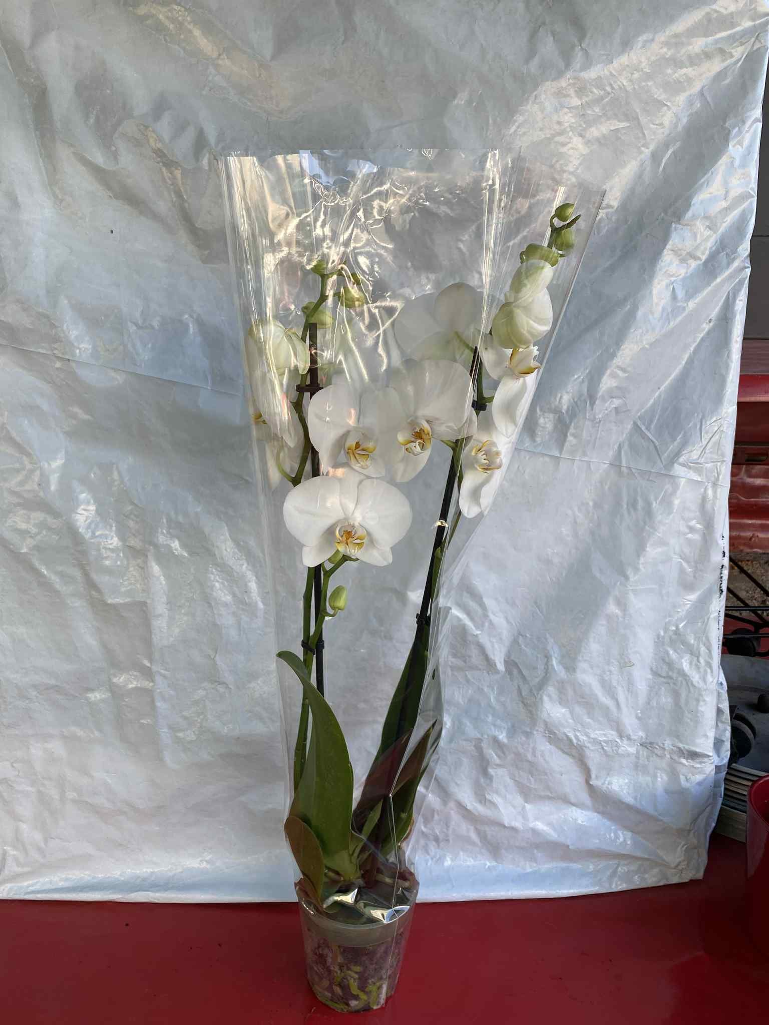 Ορχιδέα με Λευκό Άνθος (Phalaenopsis)