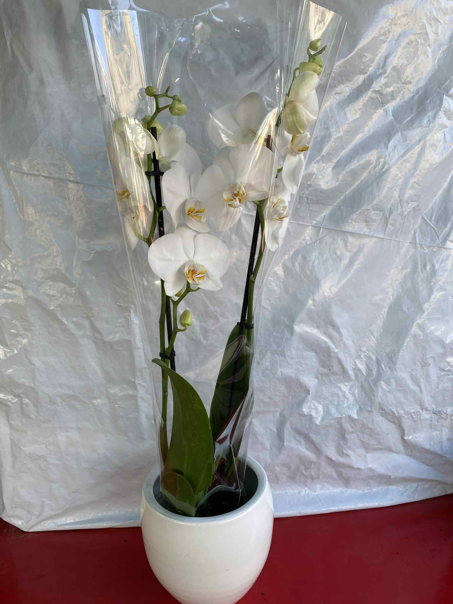 Ορχιδέα με Λευκό Άνθος (Phalaenopsis) με λευκό κασπώ