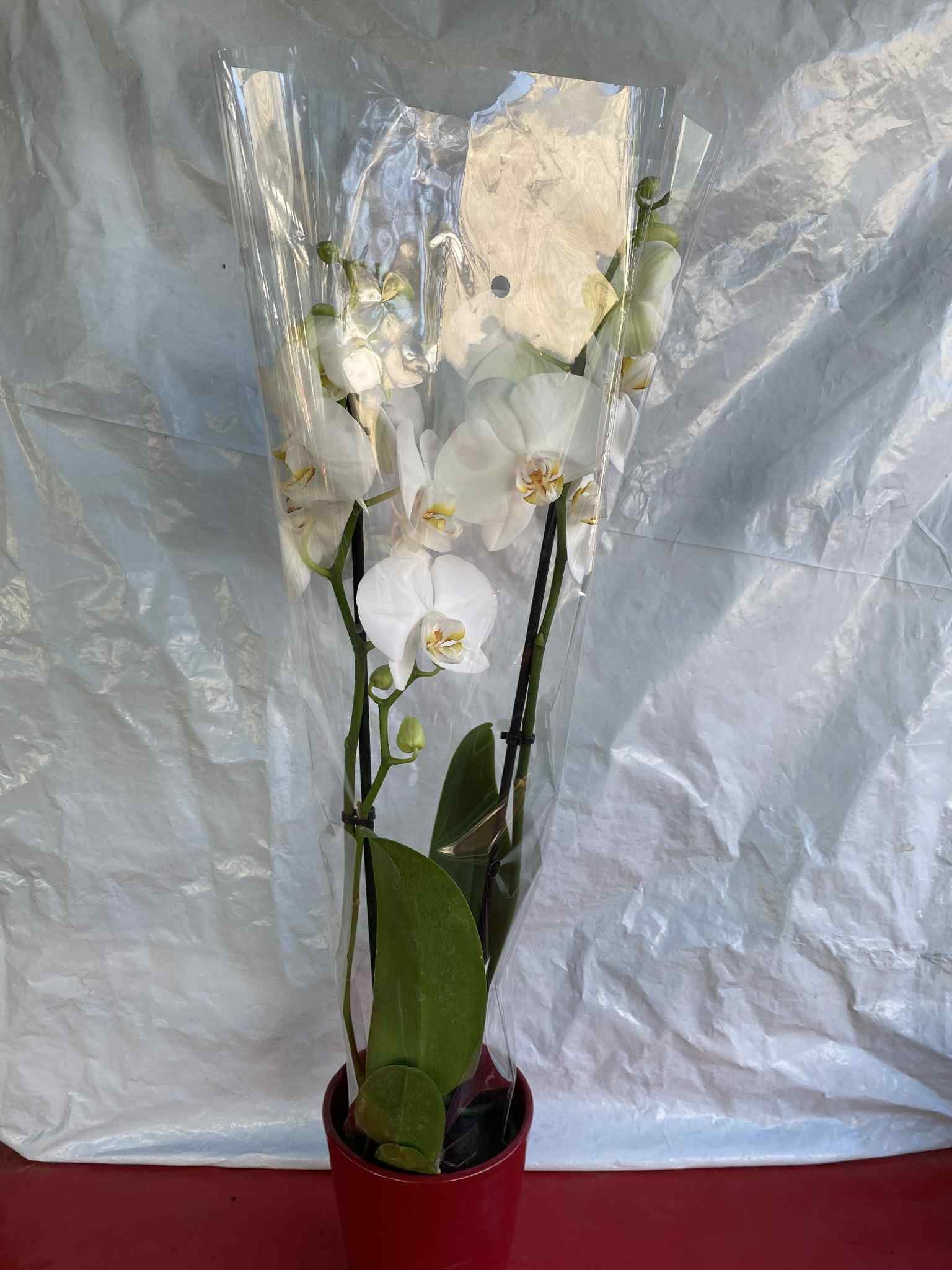 Ορχιδέα με Λευκό Άνθος (Phalaenopsis) με κόκκινο κασπώ