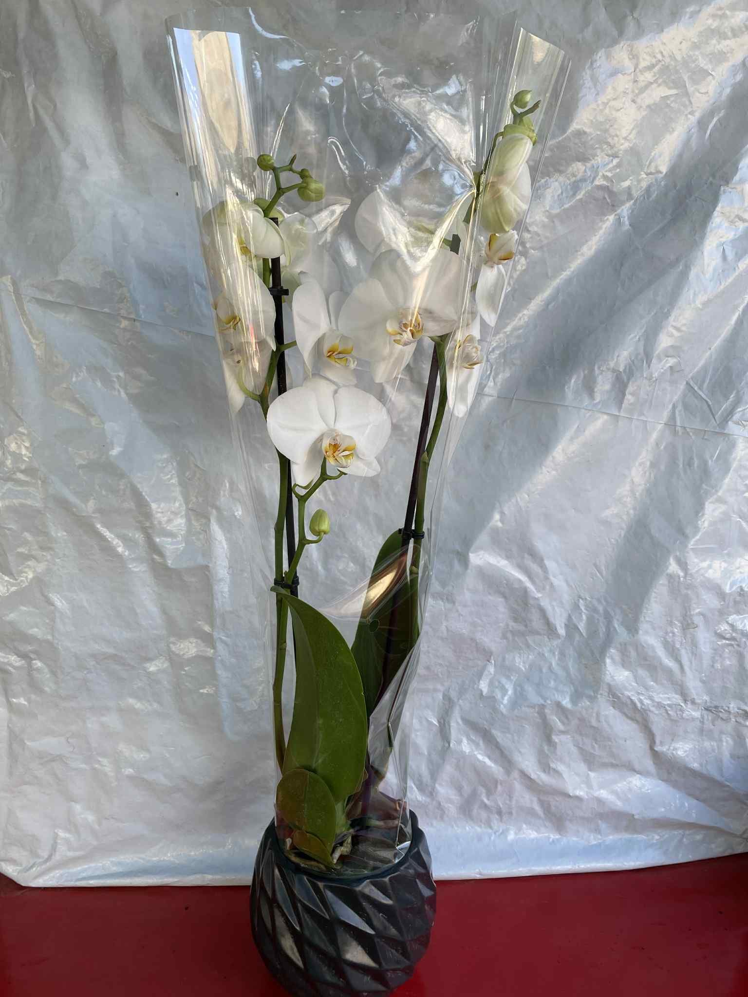 Ορχιδέα με Λευκό Άνθος (Phalaenopsis) με μαυρό κασπώ
