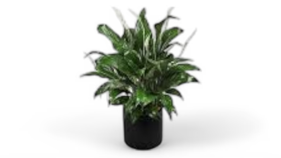 Σπαθίφυλλο (Spathiphyllum) – Το Φυτό της Ειρήνης και της Καθαρότητας