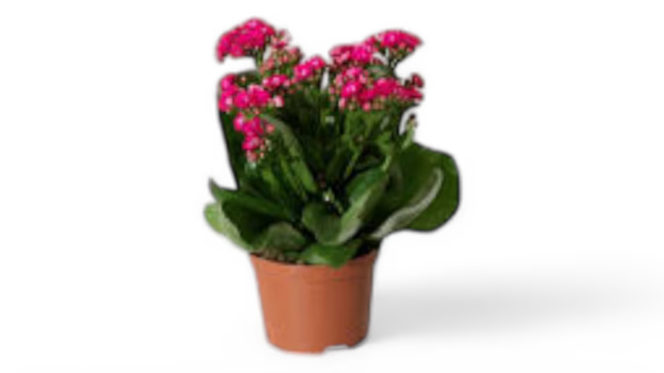 Καλαγχόη (Kalanchoe) – Το Ανθεκτικό Φυτό με τα Πολύχρωμα Άνθη