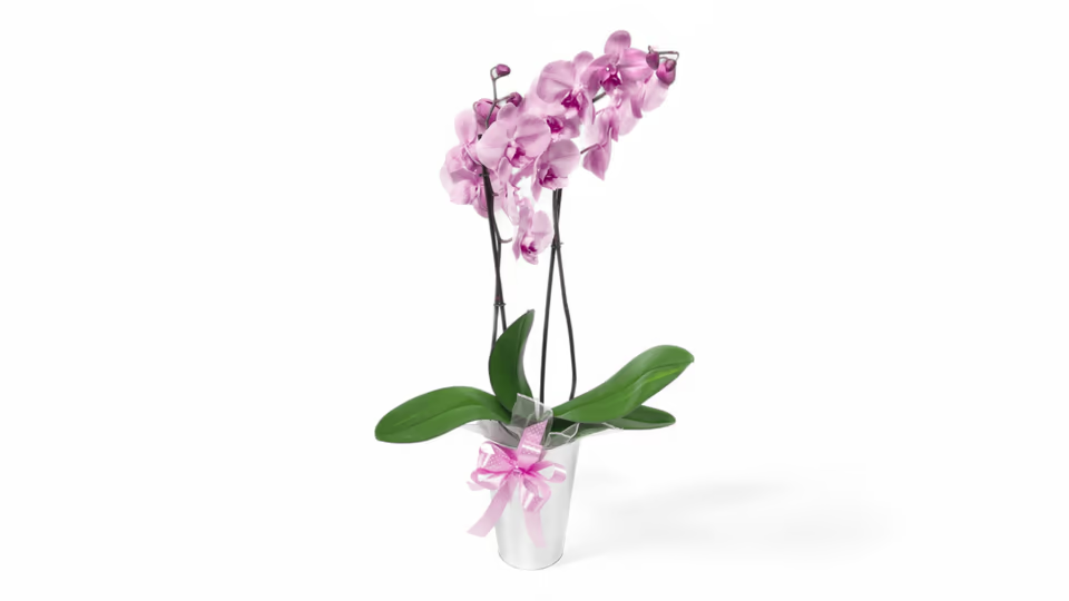 Ορχιδέα Ροζ Απαλό (Phalaenopsis) – Η Απόλυτη Έκφραση Κομψότητας και Φινέτσας