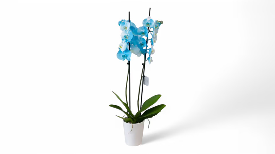 Ορχιδέα Μπλε (Phalaenopsis) – Η Σπάνια Ομορφιά με Εντυπωσιακά Άνθη