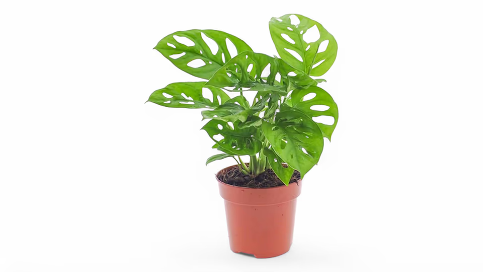 Μονστέρα (Monstera deliciosa) – Το Εντυπωσιακό Φυτό με τα Διάτρητα Φύλλα