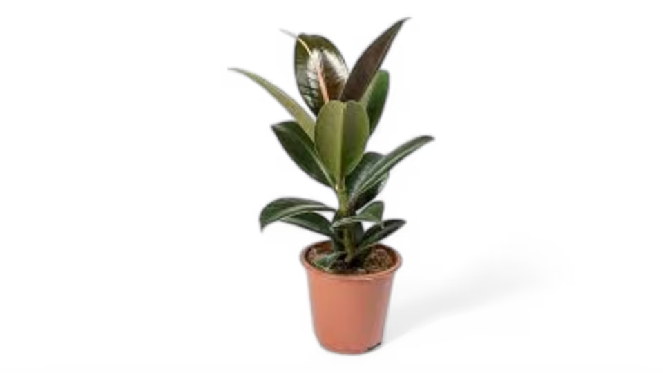 Φίκος Ελάστικα (Ficus elastica) – Το Εντυπωσιακό Φυτό με τα Γυαλιστερά Φύλλα