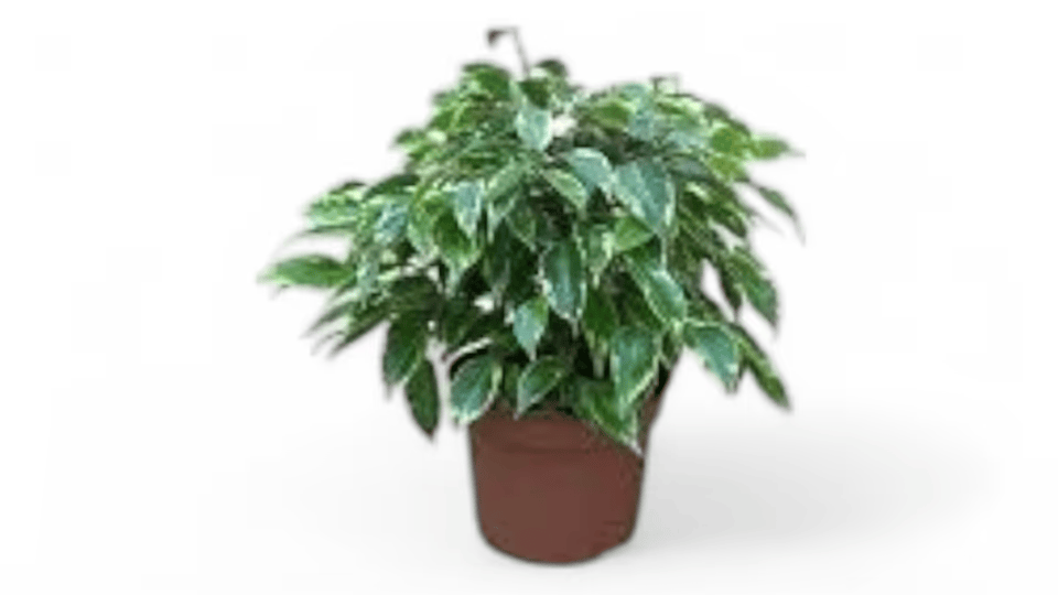 Μπέντζαμιν (Ficus benjamina) – Η Κλασική Ομορφιά του Εσωτερικού Χώρου