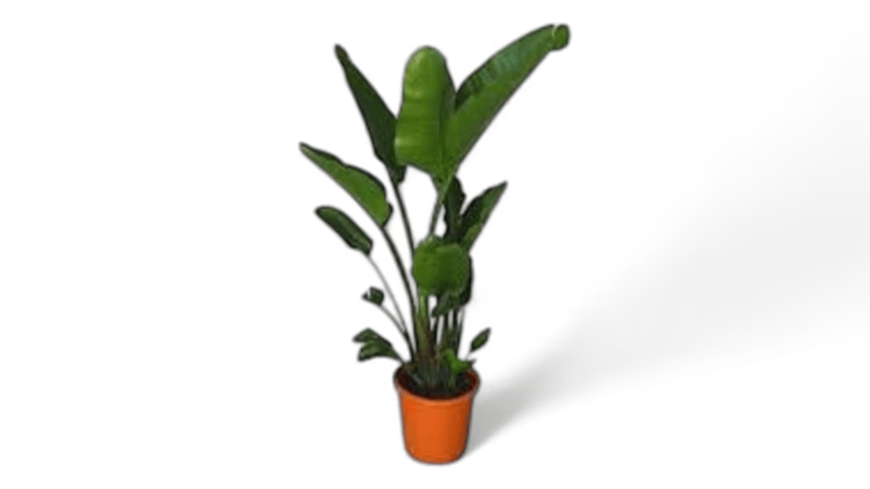 Στρελίτσια (Strelitzia reginae) – Το Εξωτικό Φυτό με τα Εντυπωσιακά Άνθη