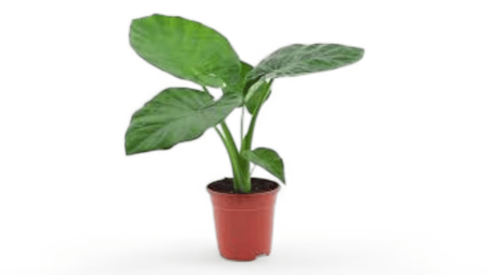 Αλοκάσια (Alocasia) – Το Εξωτικό Φυτό με τα Εντυπωσιακά Φύλλα