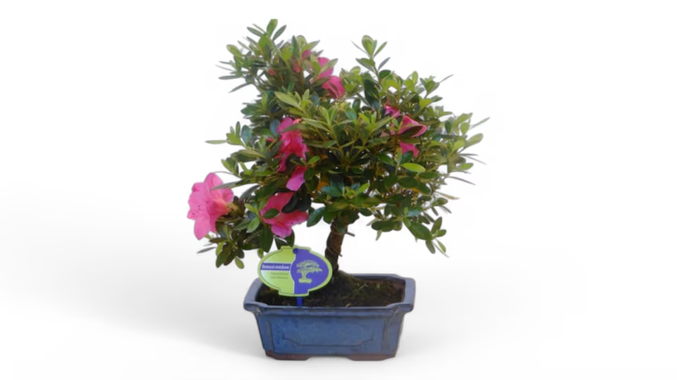 Αζαλέα Μπονσάι (Azalea Bonsai) – Η Κομψότητα της Μινιατούρας σε Ανθοφόρα Μορφή