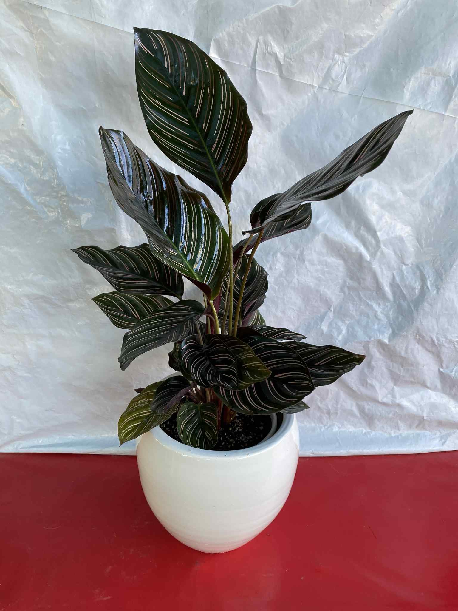 Καλαθέα με λευκό κασπώ